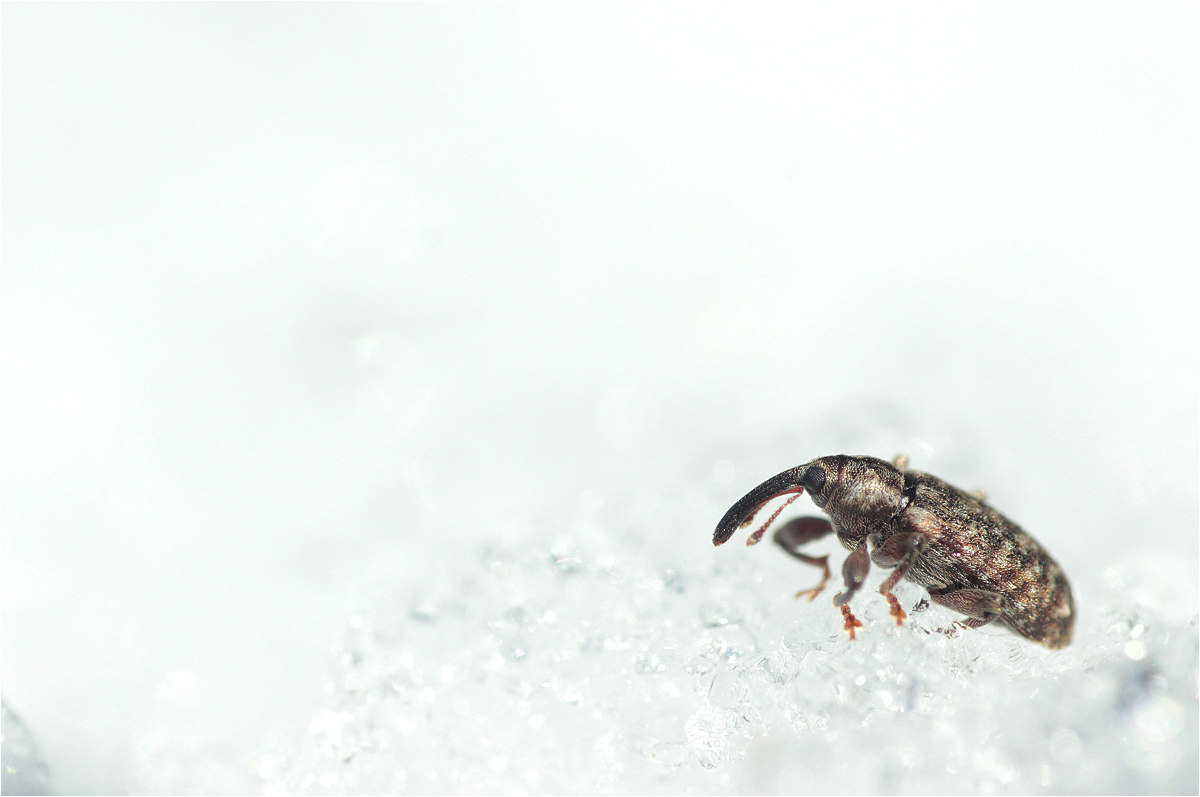 Dorytomus dejeani 42502822makro.jpg