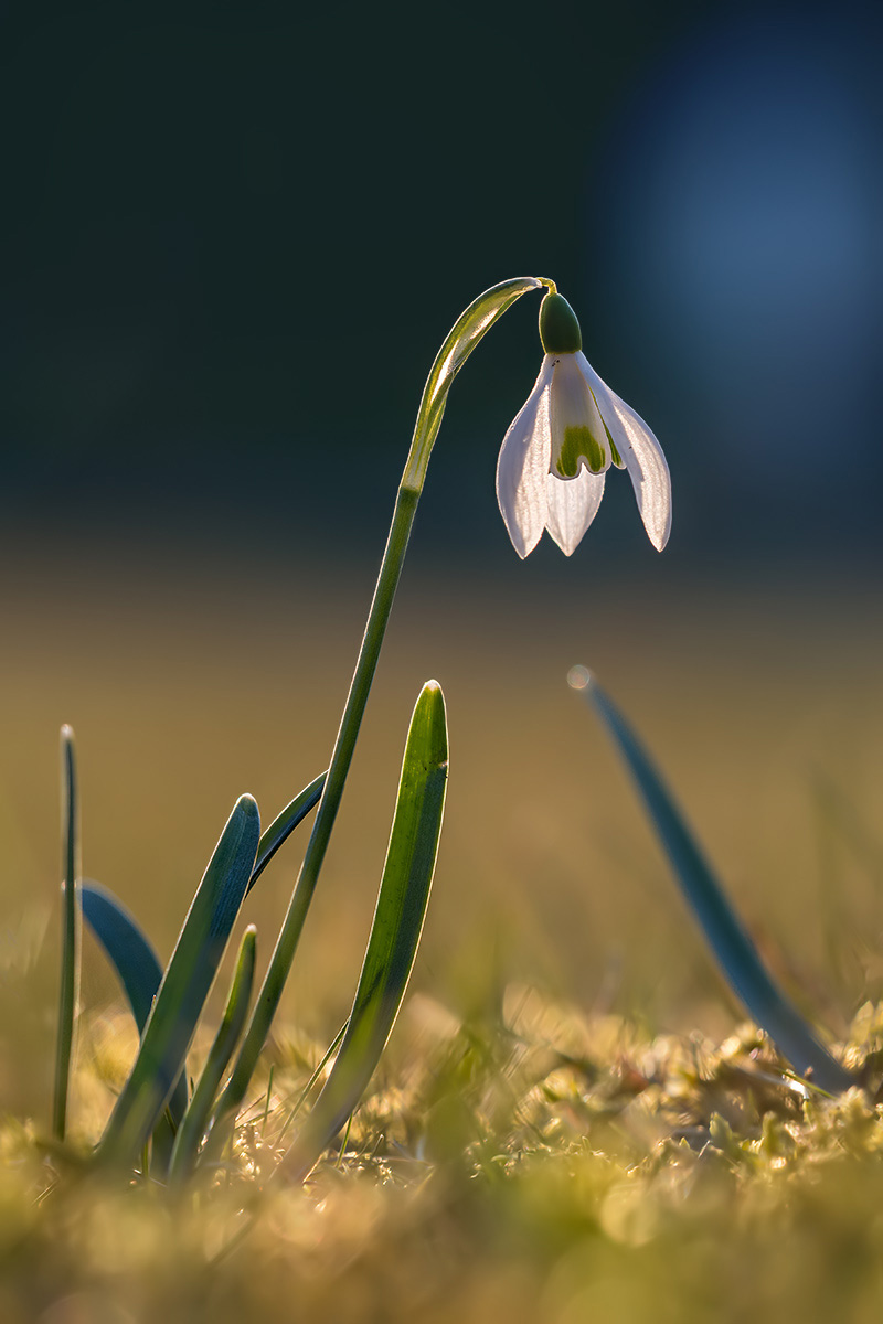 compSchneeglöcklein23.3.2018RütiFriedhofDSC_5799.jpg