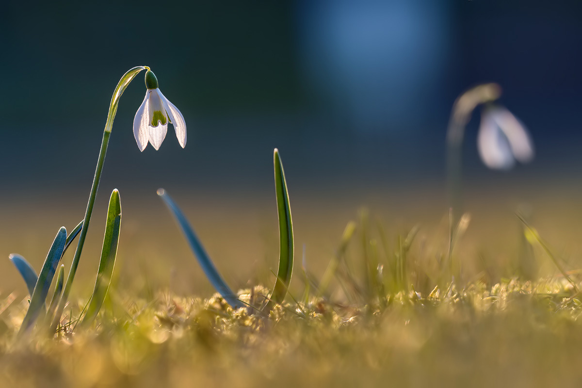 compSchneeglöcklein23.3.2018RütiFriedhofDSC_5812.jpg