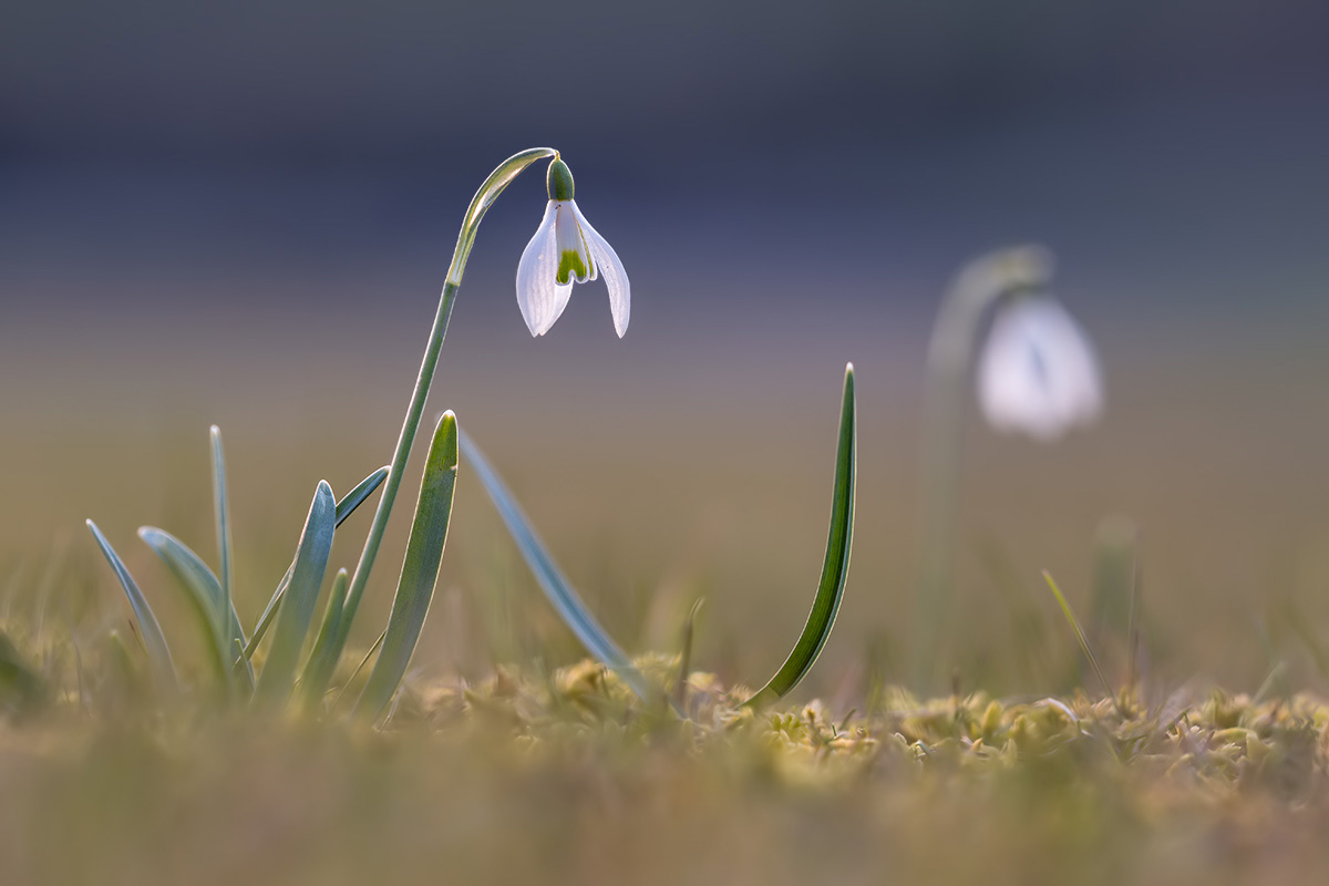 compSchneeglöcklein23.3.2018RütiFriedhofDSC_5849.jpg