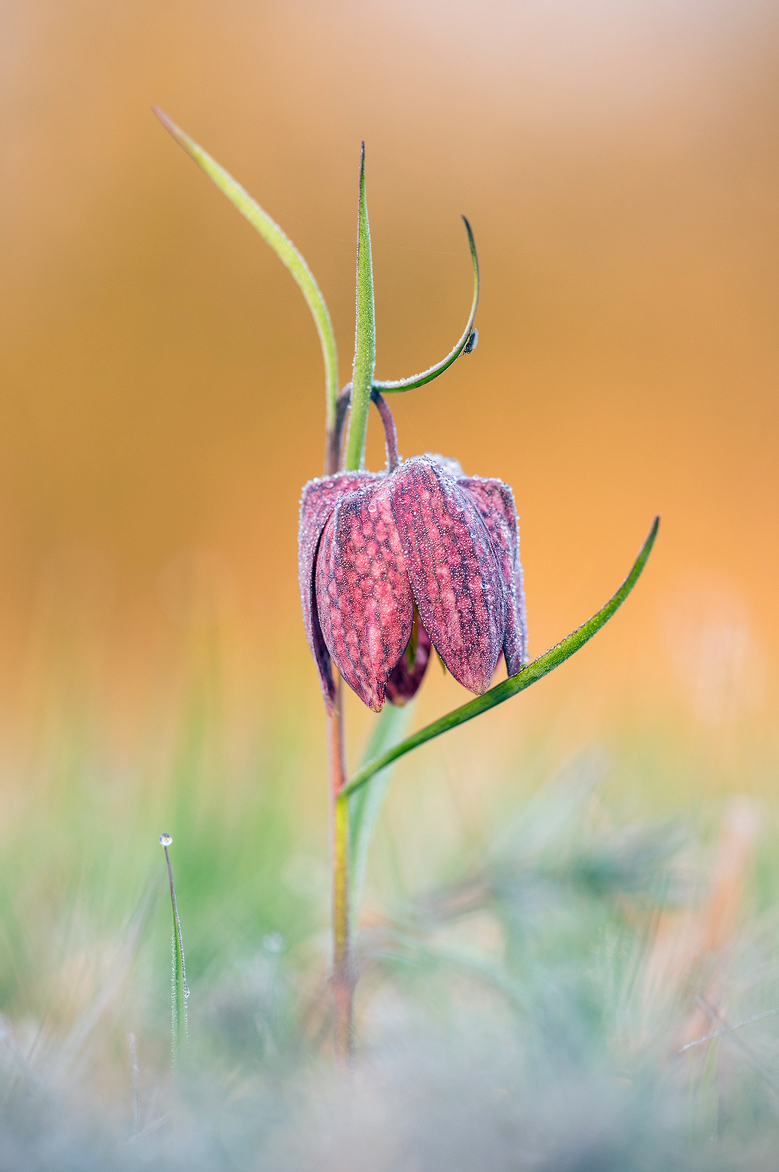 DSC_8392 - Kopie.jpg