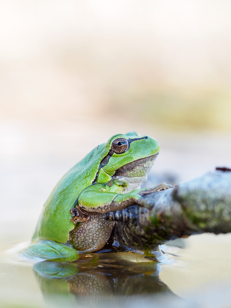 P4070341_Laubfrosch_klein.jpg