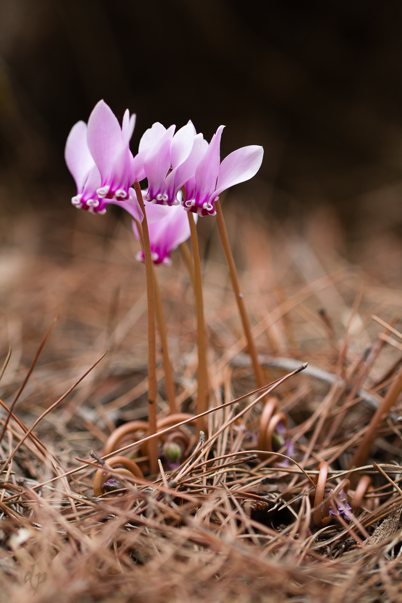 20171024-Cyclamen hederifolium -IMG_2056.JPG