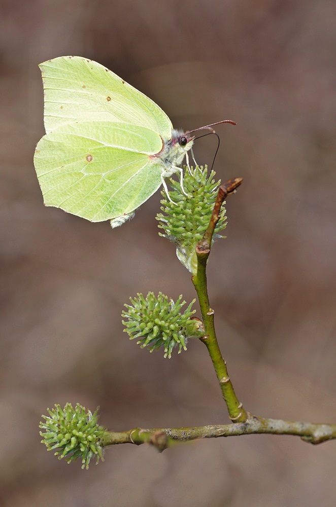 IMGP9761a1000 plombieres.JPG