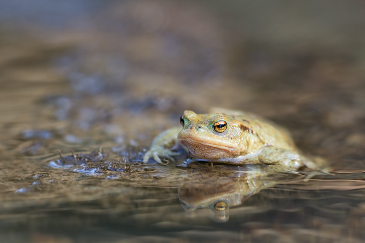 IMG_7347_3.5_1.60_200_Bufo_Heft.jpg