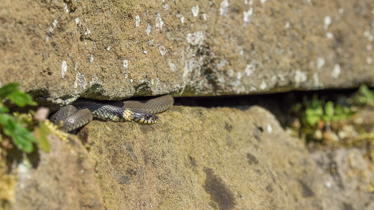 Ringelnatter Portrait Habitat (1 von 2).jpg