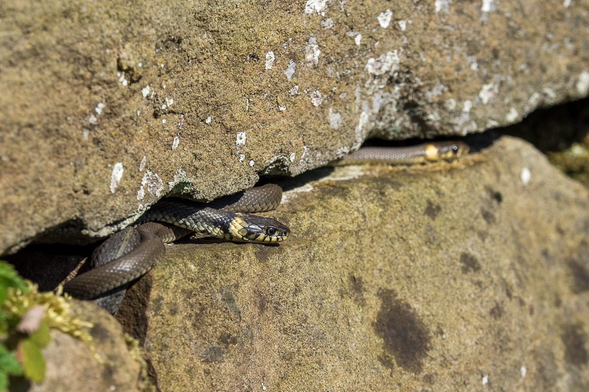 Ringelnatter Portrait Habitat (2 von 2).jpg