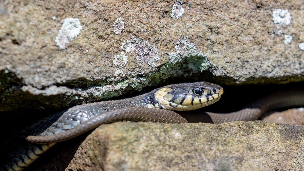 P4070148-2-Ringelnatter 16-9 - verkl.jpg