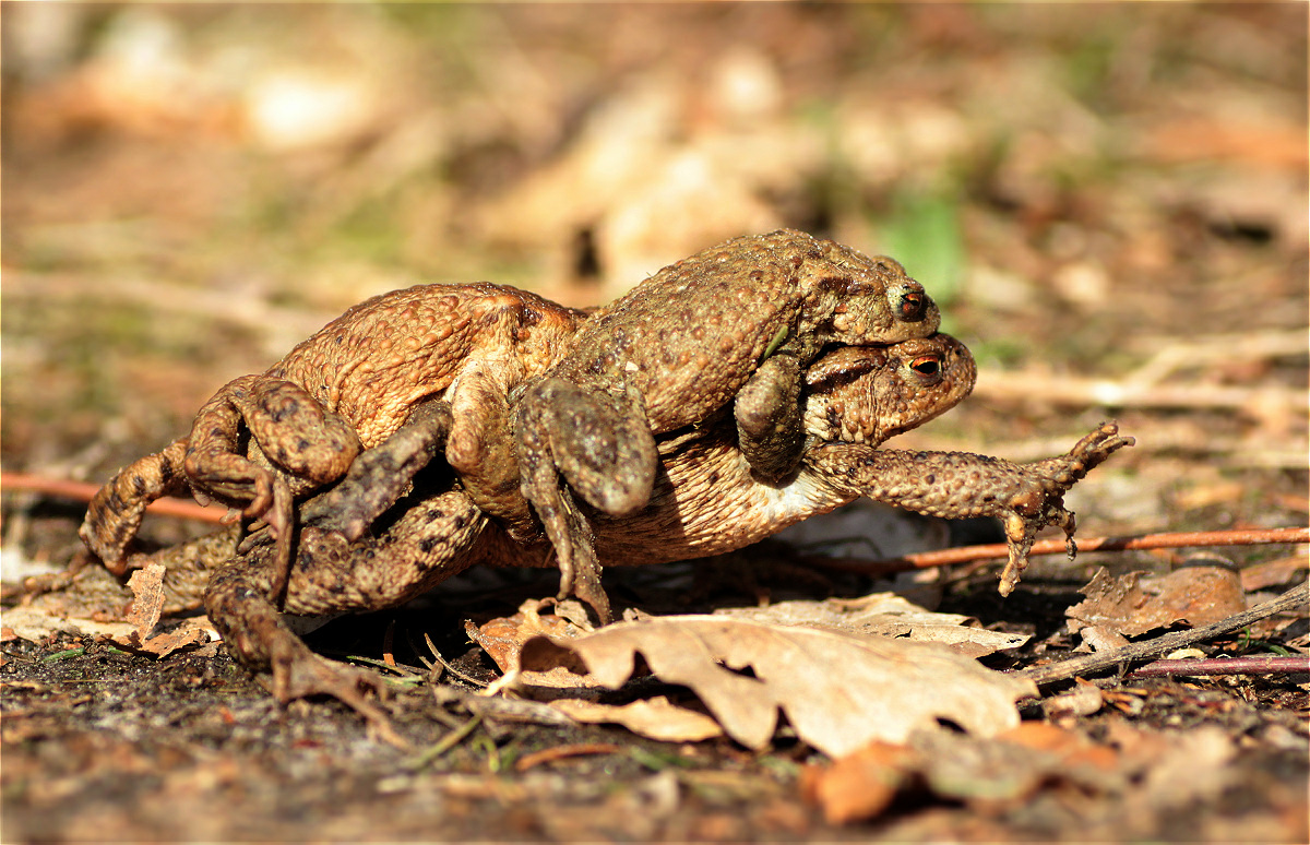 bufobufo paar 47353054makro.jpg