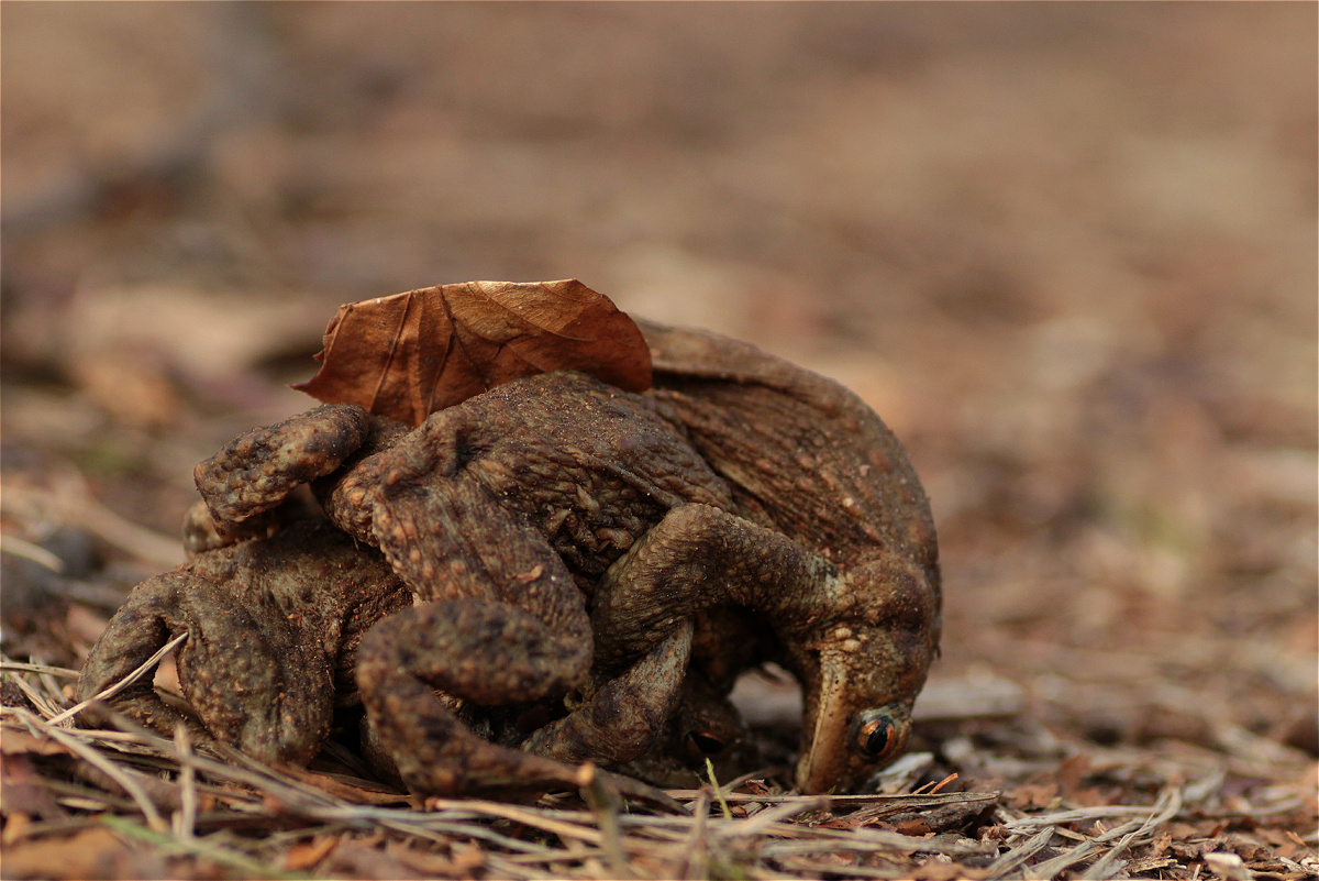 multipler amplexus males 40782723makro.jpg