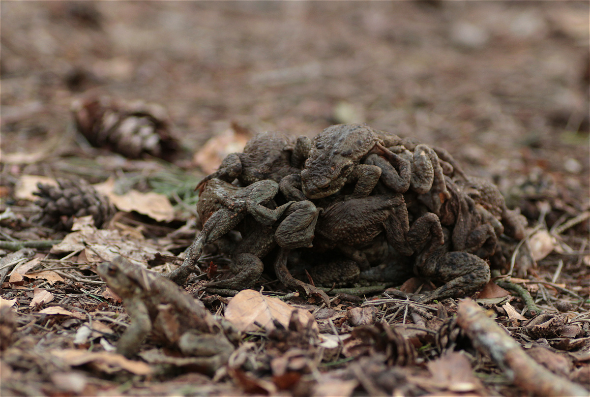 multipler amplexus female 43092899makro.jpg