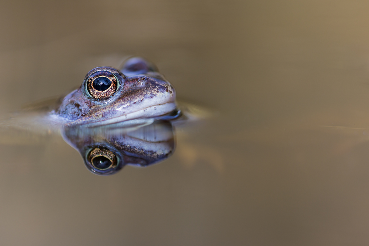 Moorfrosch 23 - 1 (1 von 1).jpg