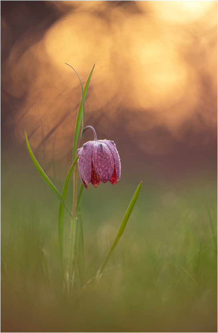 DSC_8513 - Kopie.jpg