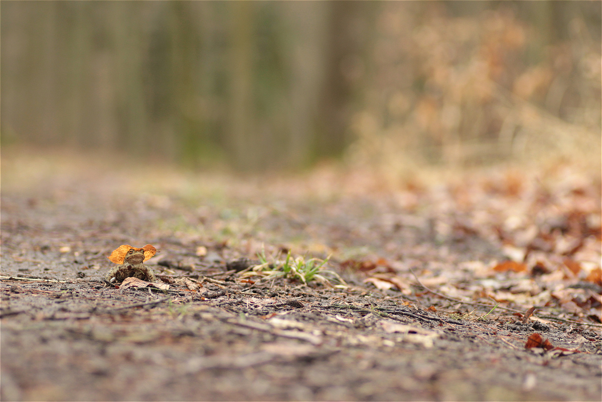 Bufo bufo beech 47123146makro.jpg