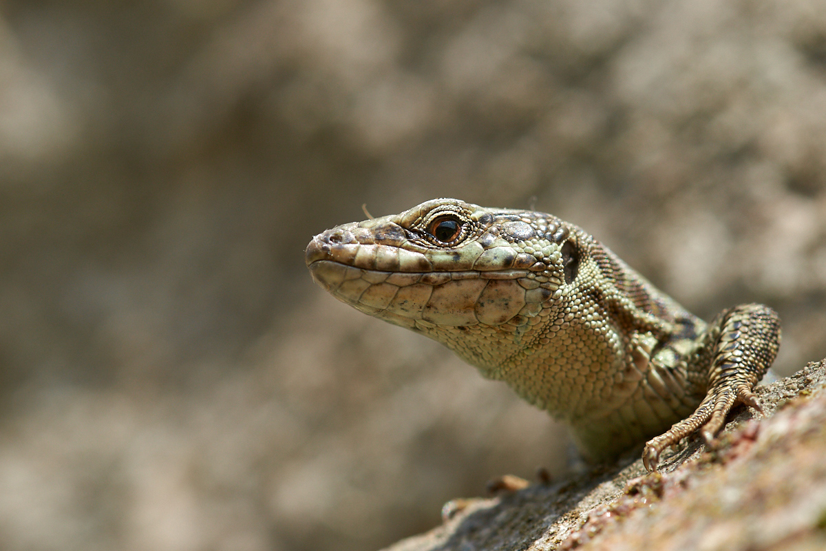 Podarcis muralis 085997_1200.jpg