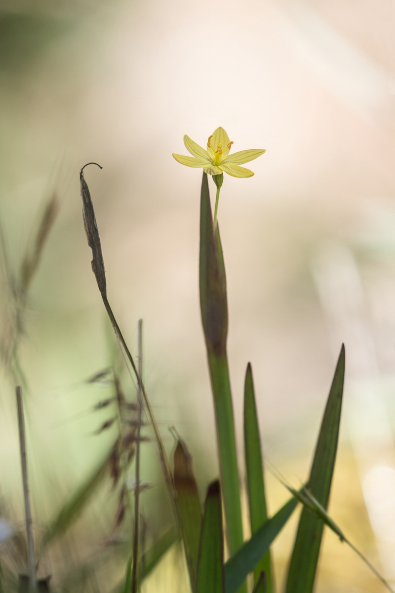 Sisyrinchium tinctorium Cerro de la Muerte; Iridaceae (1).jpg