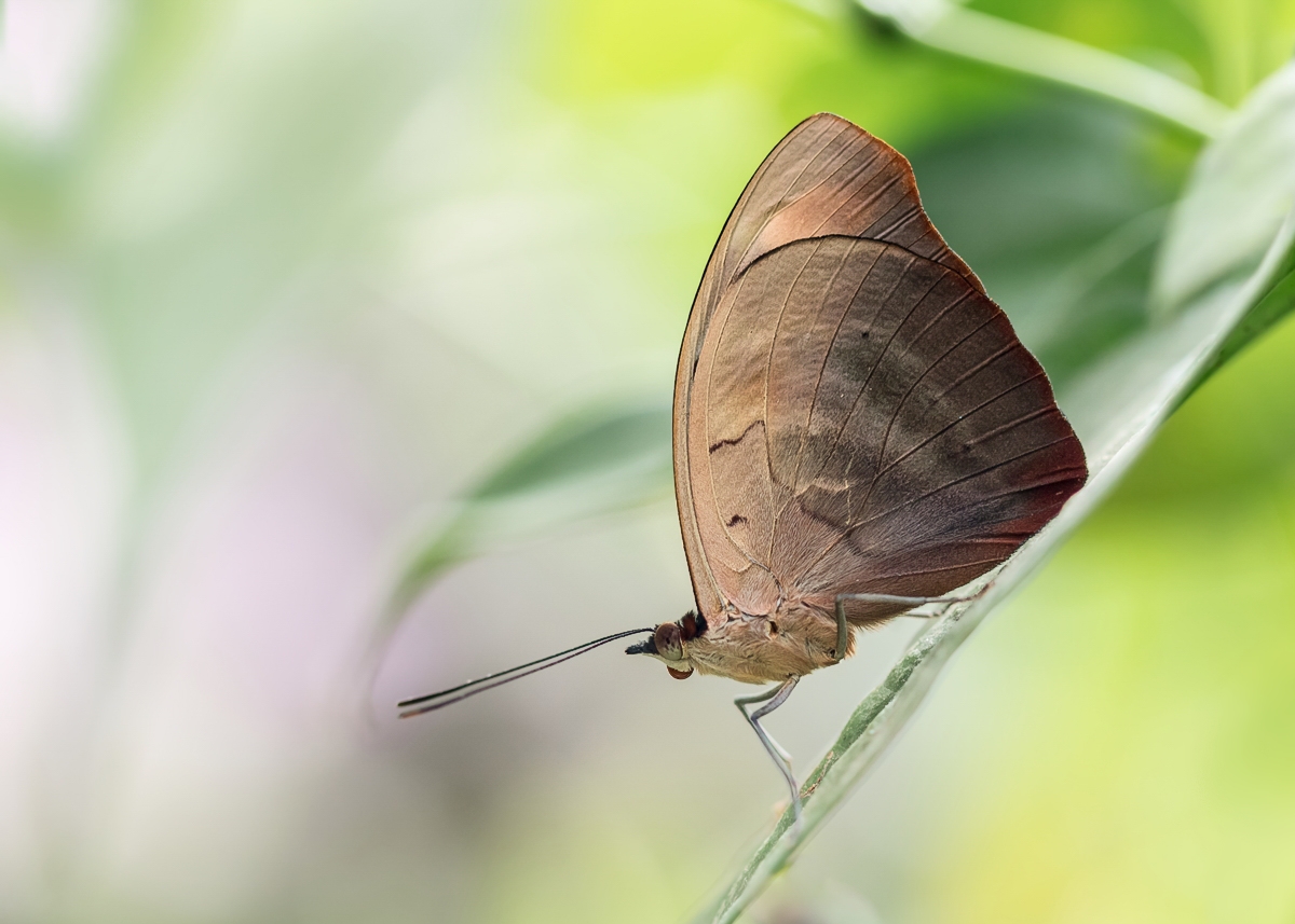 Tagfalter Monteverde; Insekt (1).jpg