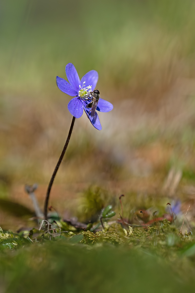 compLeberblümchen-m.Fliege6.4.2018OberseeDSC_6480.jpg