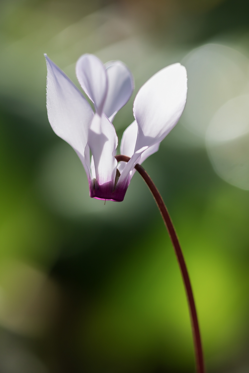 Cyclamen persicum 3562-2; Primulaceae (1).jpg