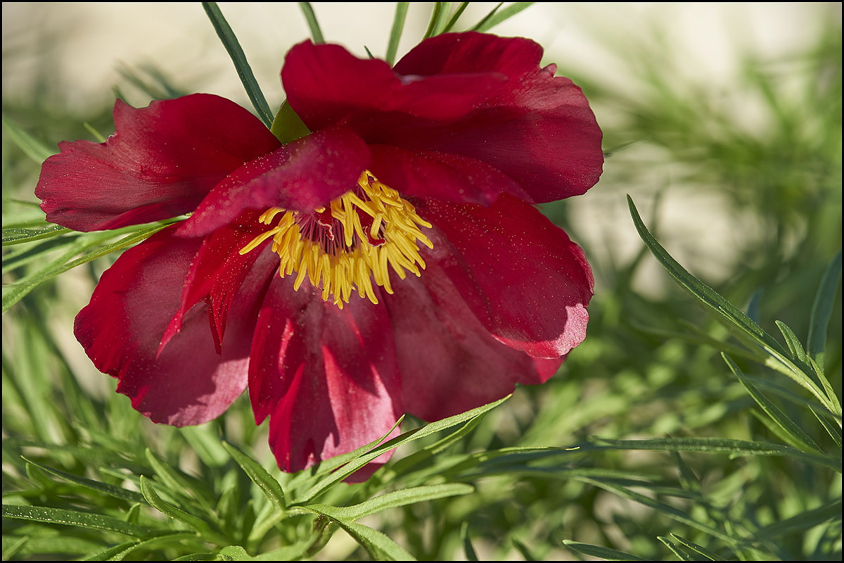 Paeonia tenuifolia..jpg