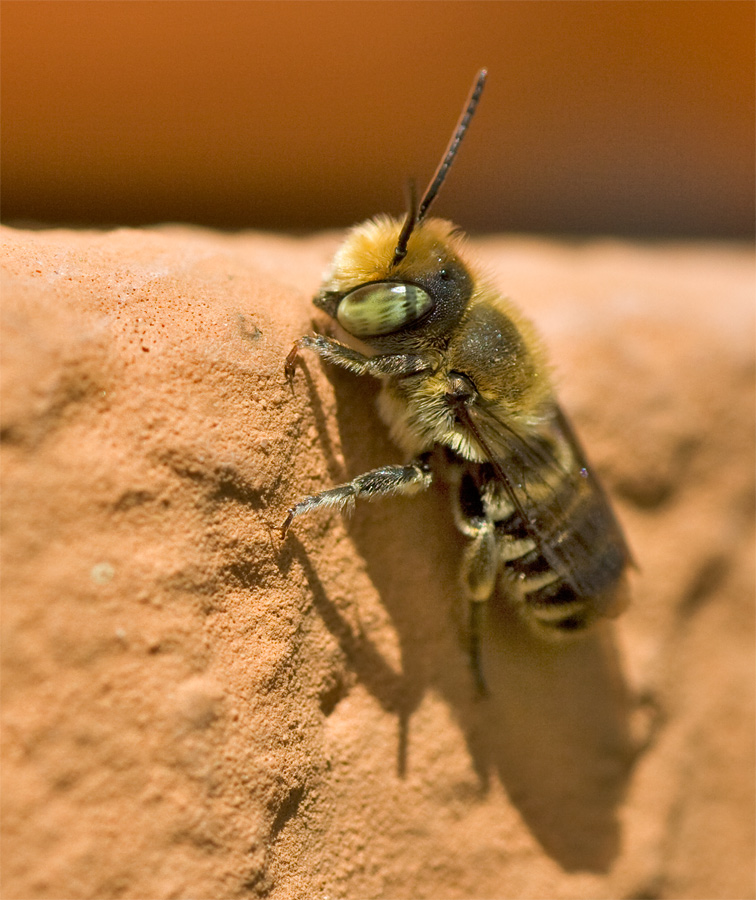 Megachile-pilidens.jpg
