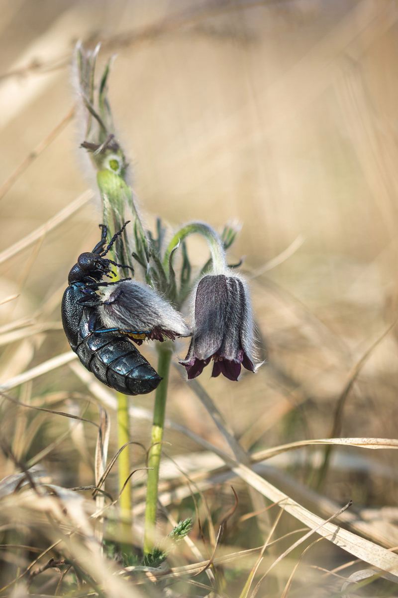 Pulsatilla pratensis ssp. nigricans Quedlinburg; Ranunculaceae (3).jpg