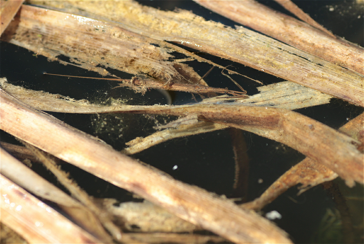 Ranatra linearis 45933076 makro.jpg