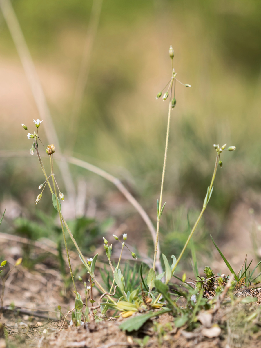 Holosteum umbellatum; Caryophyllaceae (3).jpg