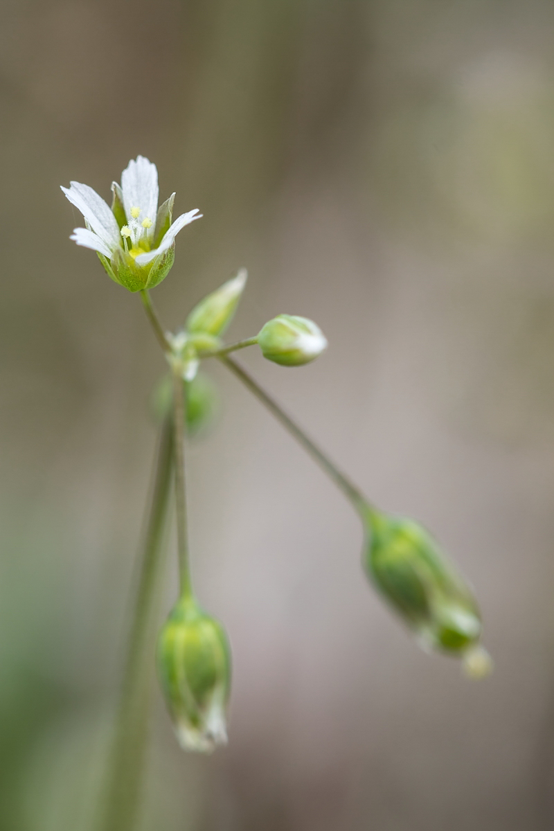 Holosteum umbellatum; Caryophyllaceae (1)-2.jpg