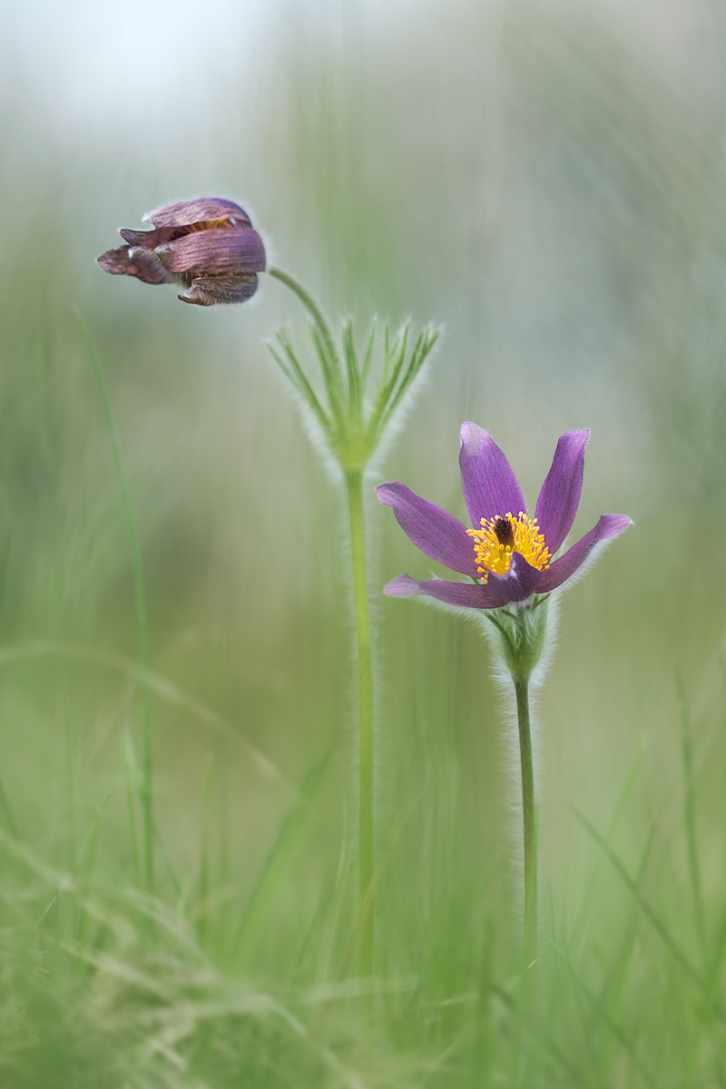 Pulsatilla vulgaris; Ranunculaceae Original (3).jpg