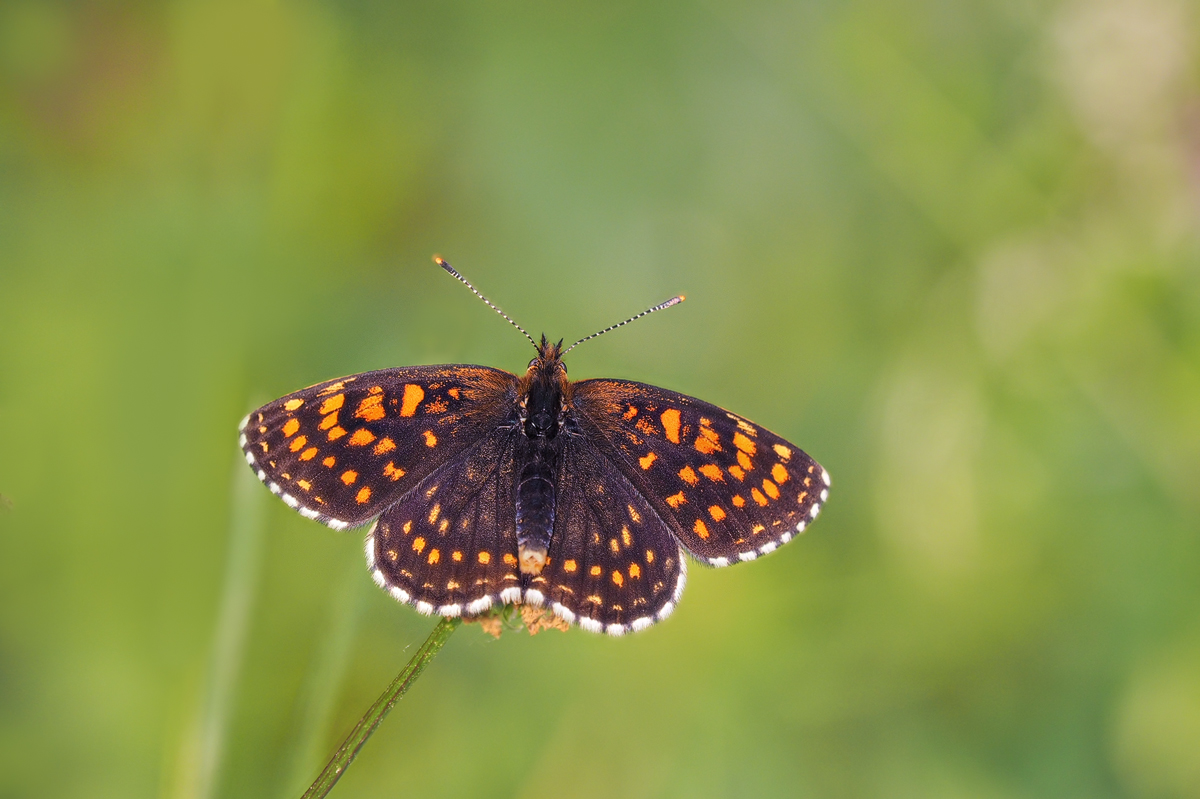 Melitaea-diamina-EG188408---Kopie.jpg