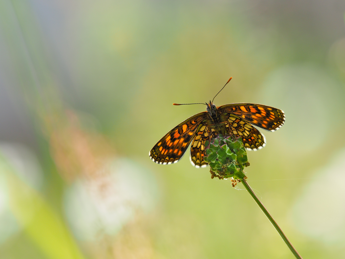 Melitaea-diamina-EG188438---Kopie.jpg