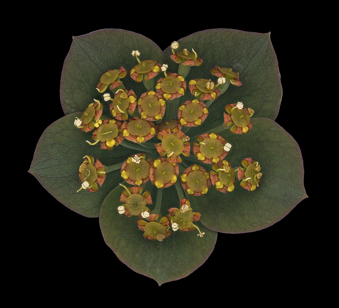 0_4455_D810_Rodagon105_Bl8_1zu1_Bupleurum_rotundifolium_0p2.JPG