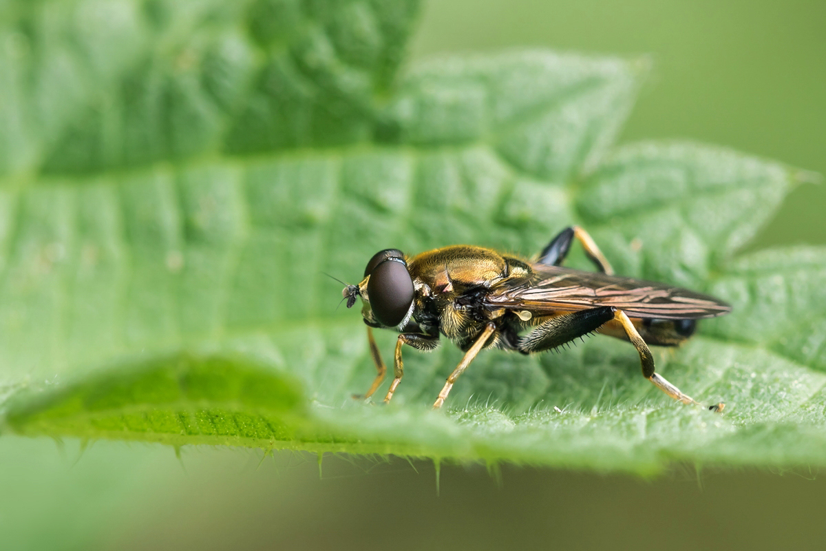 Xylota segnis Gemeine Langbauchschwebfliege; Syrphidae Insekt (1).jpg