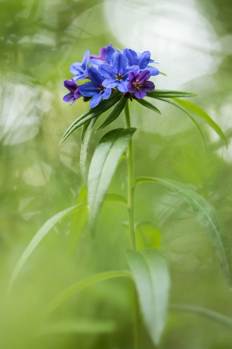 Aegonychon purpurocaeruleum; Boraginaceae (3)-2.jpg