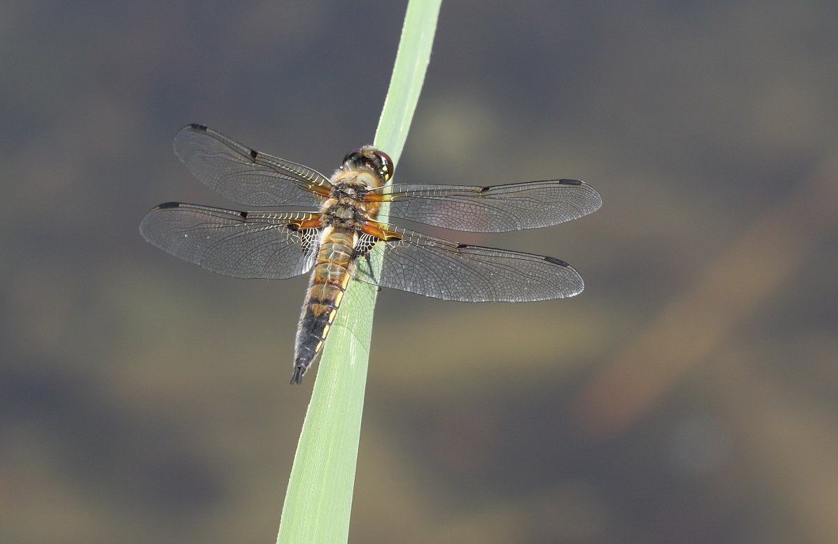 Libellus Aergerus Fotografius Maximus.JPG