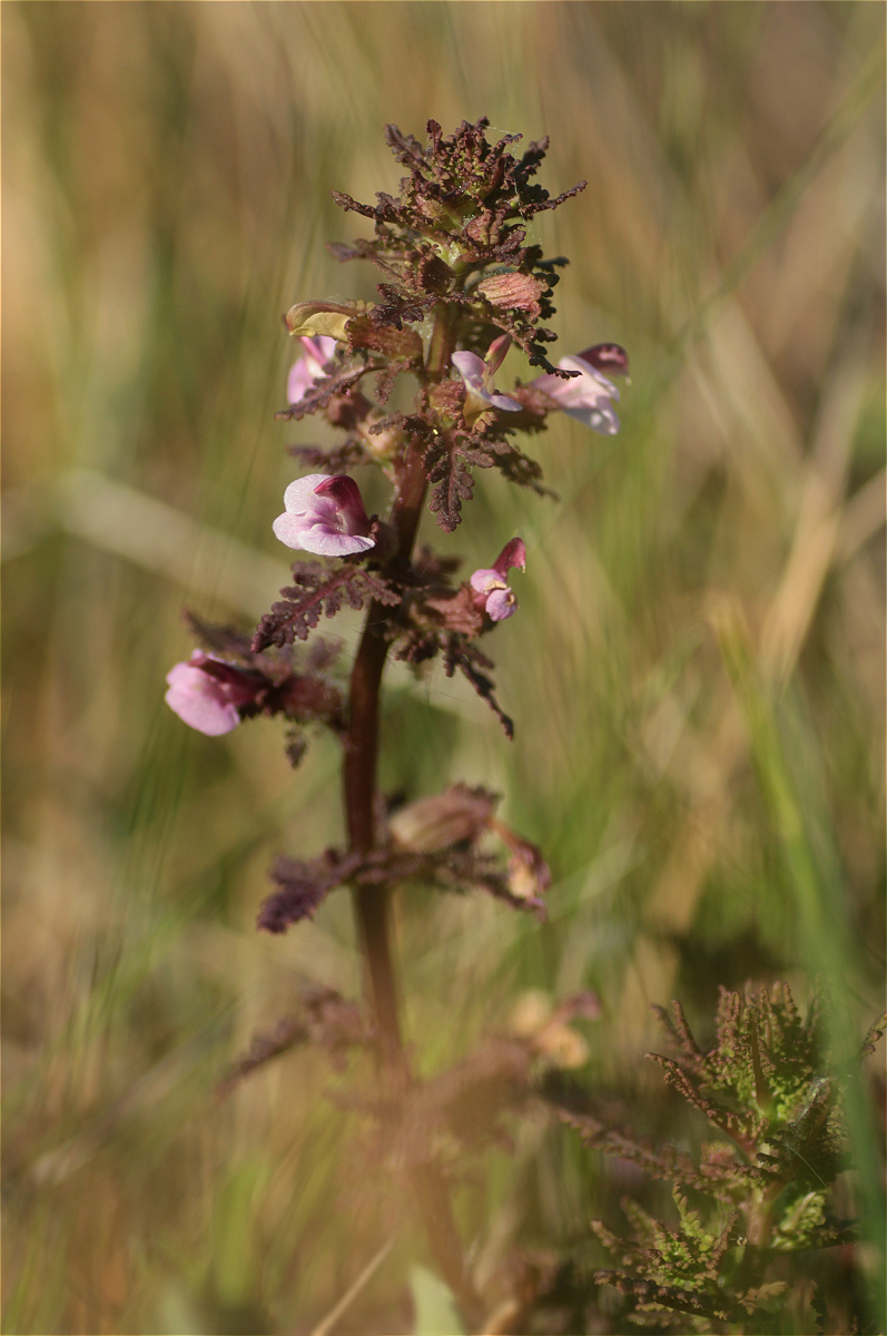 Pedicularis palustris01makro.jpg