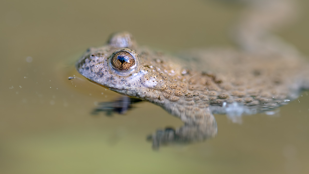 compGelbbauchunke18.5.2018FägswilDSC_9230Pano16zu9-86%.jpg