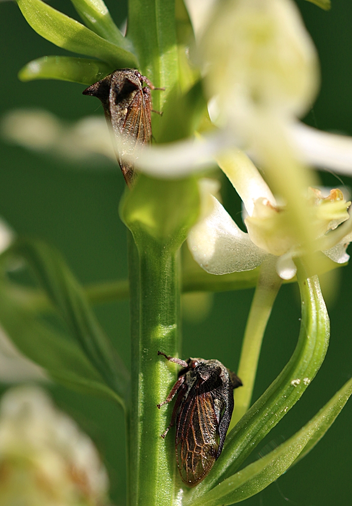 Dornzikade (Centrotus cornutus).JPG