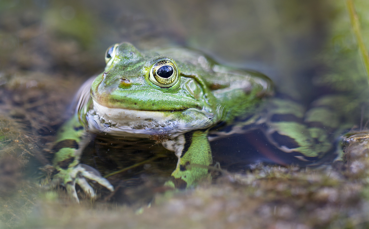 frosch 5 Kopie.jpg