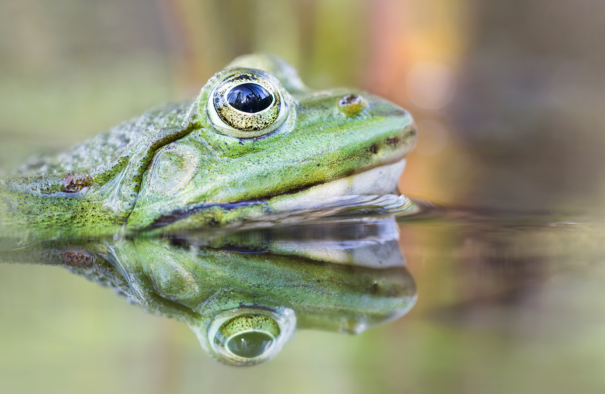 1527428497602_Frosch 1 Kopie.jpg