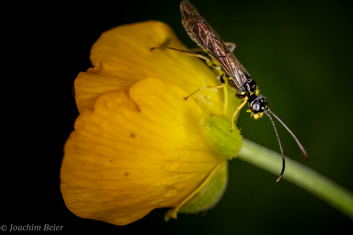 MiniwespeAufButterblume (1 von 1).jpg