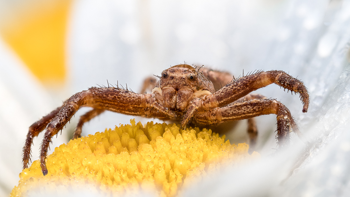 Krabbenspinne 1 (1 von 1).jpg