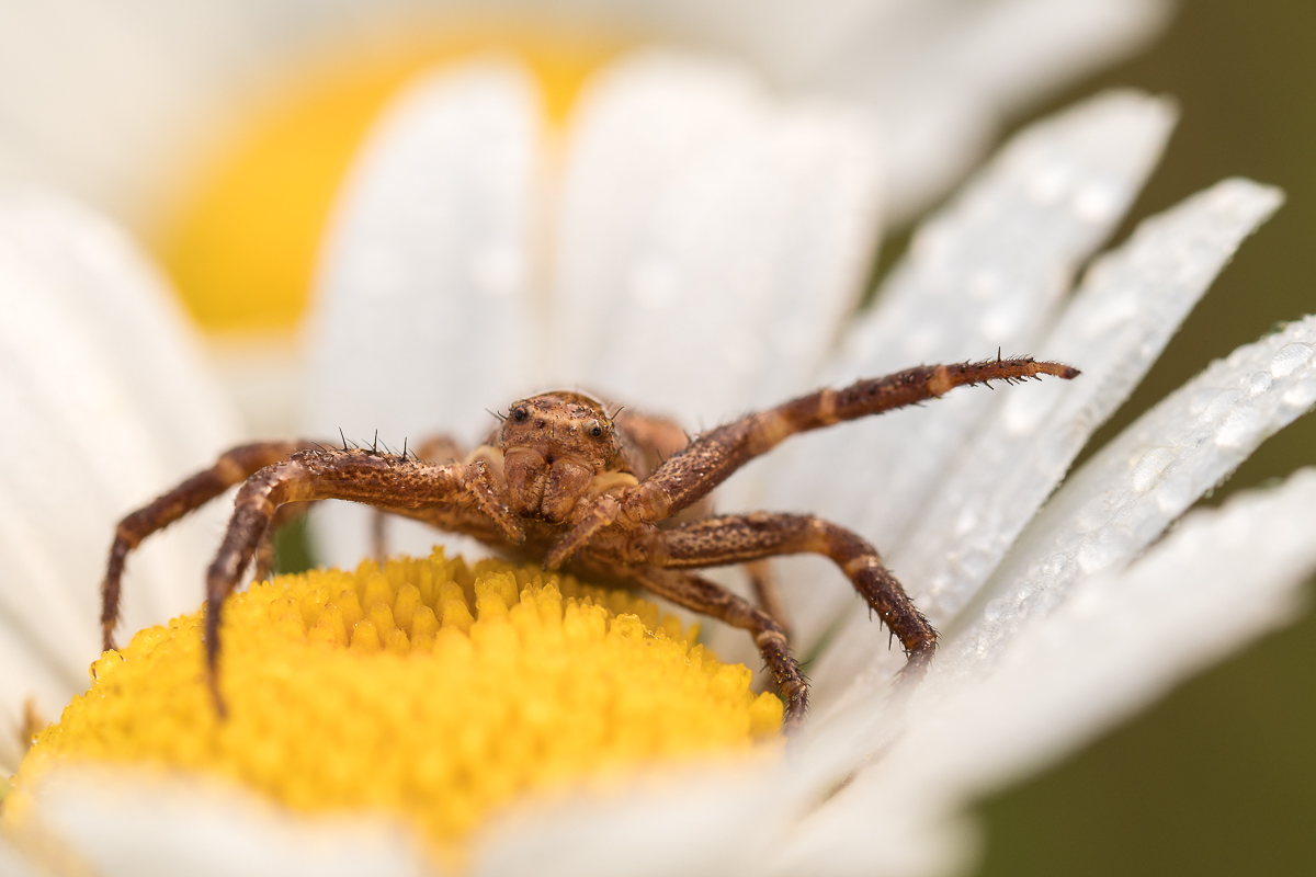 Krabbenspinne II (1 von 1).jpg