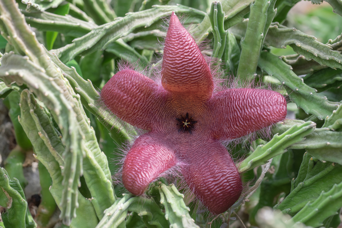 P5270135-1 - Stapelia grandiflora-Übersicht-verkl.jpg