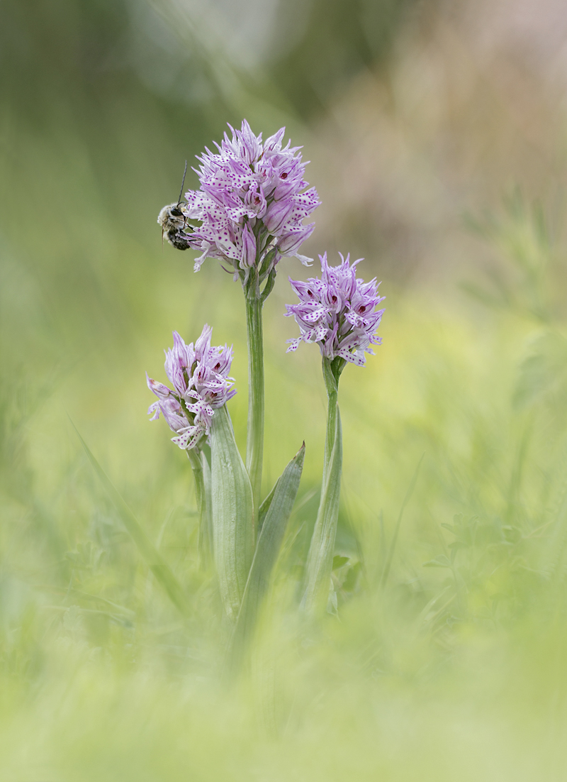 Das letzte Einhorn Kopie.jpg