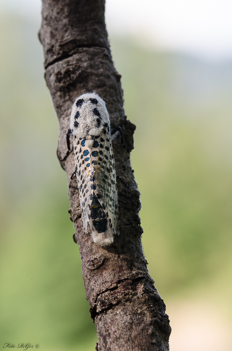 DSC_0095.jpg