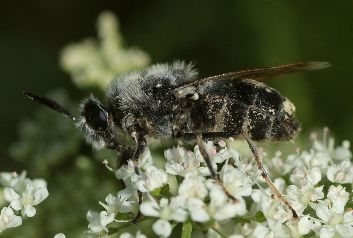 Stratiomys longicornis 03.jpg