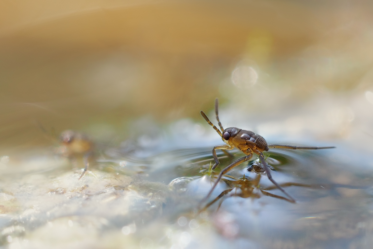 Bachläufer-eg260870_1---Kopie.jpg