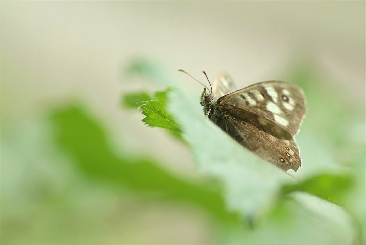 Pararge aegeria46833132b makro.jpg